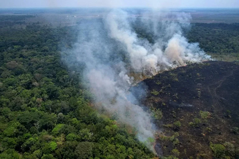 Amazônia tem diversidade empobrecida por incêndios florestais