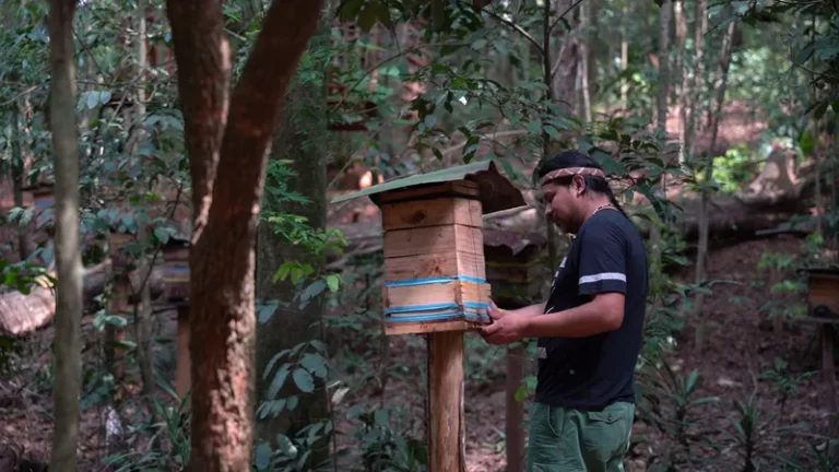 Povo guarani em SP resgata abelhas nativas para manter floresta em pé e tradições vivas