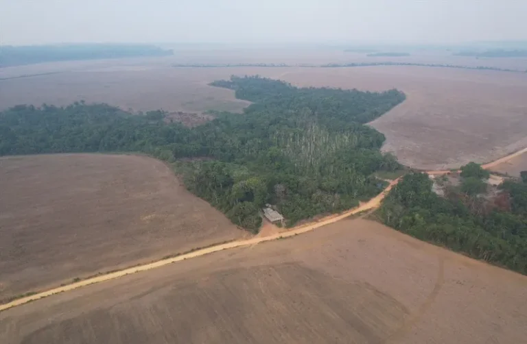 Surrounded by soy and poison, rural communities are disappearing with the Amazon Forest