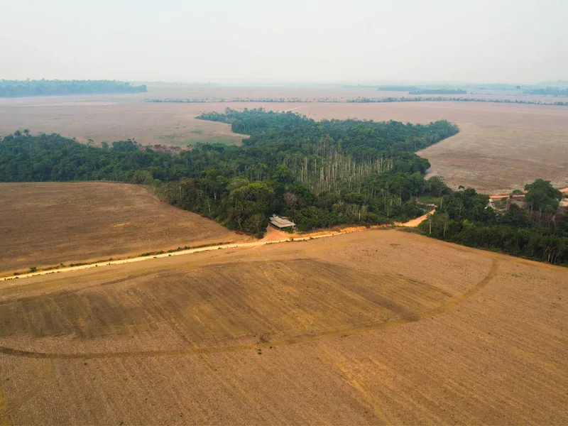 soja oeste do pará