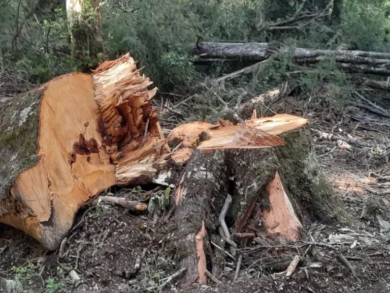 Comunidade mapuche acusa ex-senador de derrubar árvores de floresta milenar no Chile