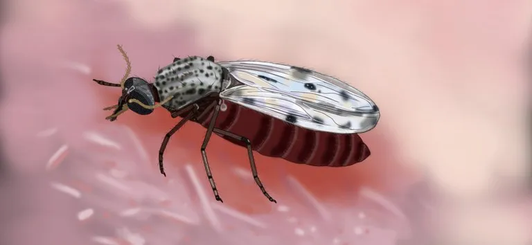 Culicoides paraensis é o transmissor da febre oropouche