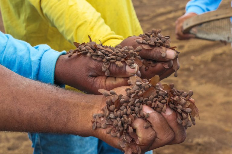 Restauração ecológica e inclusão social: a força das sementes nativas no Cerrado