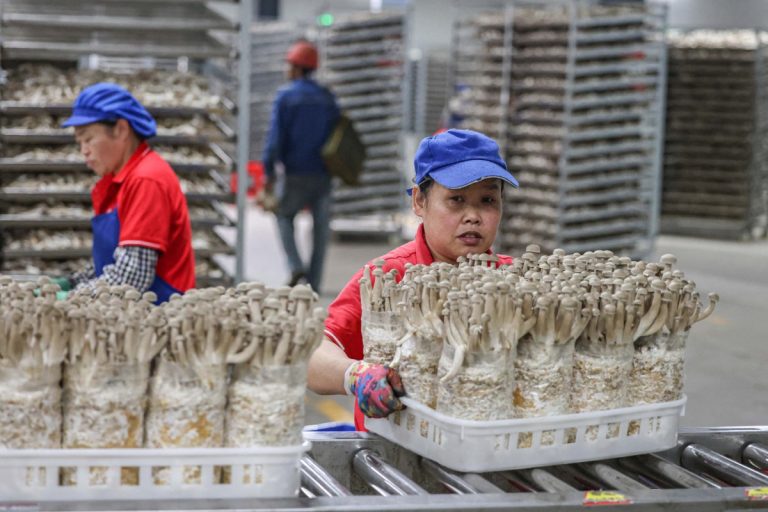 China apresenta plano para revolucionar setor agrícola, garantir segurança alimentar e impedir volta da pobreza