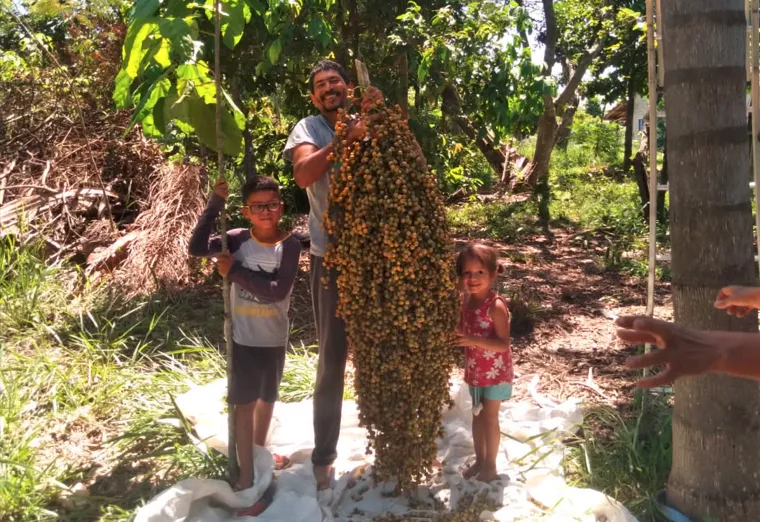 Valdirzão colhendo jerivá na sua agrofloresta, no assentamento do MST em Tremembé