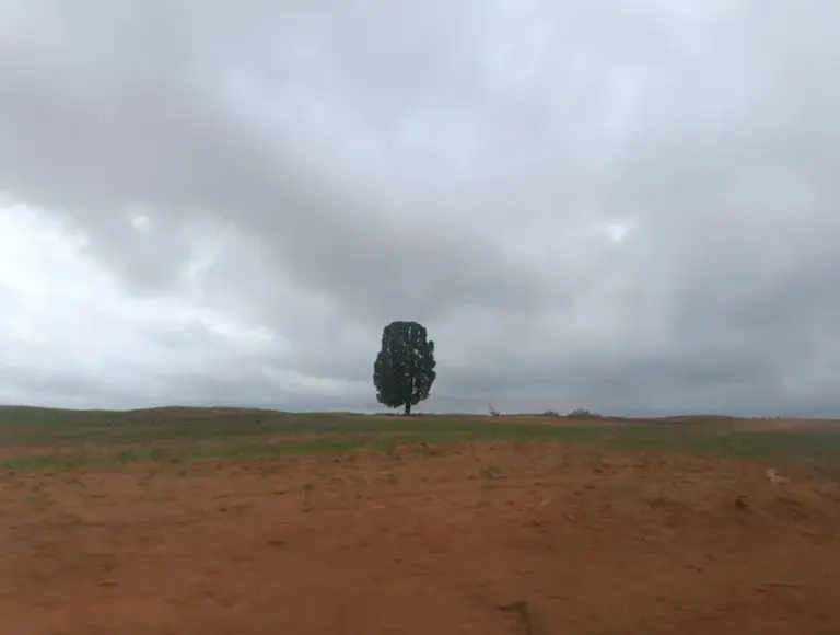 Uso de agrotóxicos cresce quase 200% em 10 anos no Maranhão e expõe moradores a riscos
