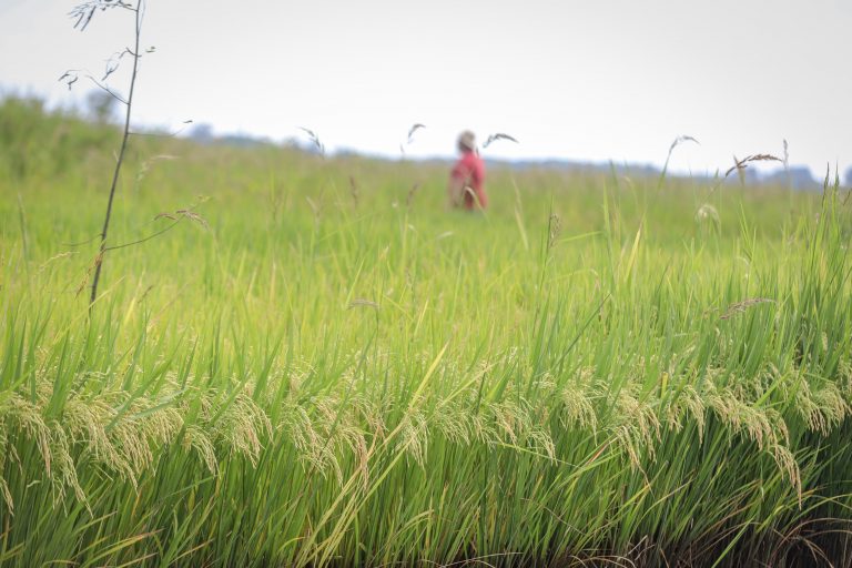 Festa da Colheita do MST celebra safra de 14 mil toneladas de arroz agroecológico