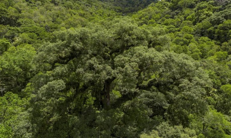 Situação dos rios na Mata Atlântica é preocupante, aponta pesquisa