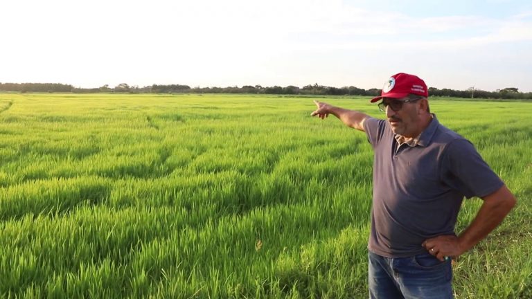Assentamento do MST atingido por enchente no RS retoma produção em meio a desafios