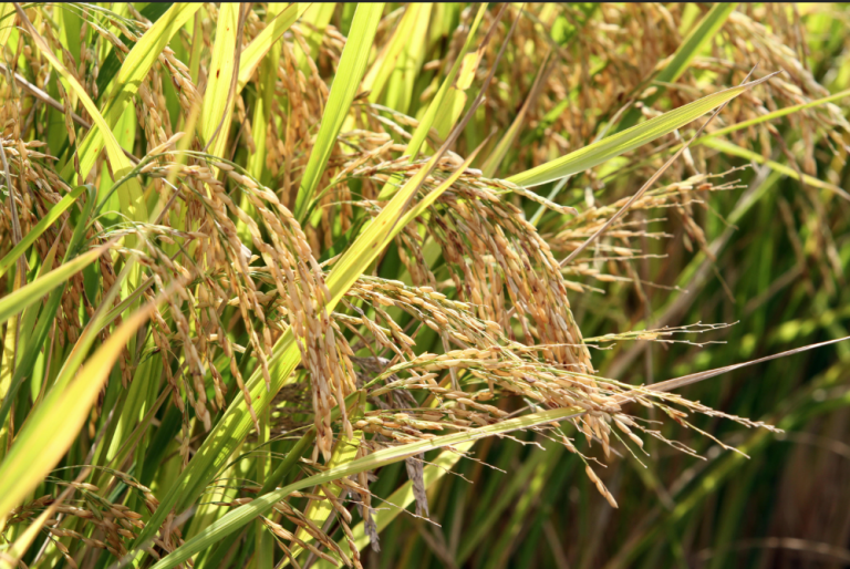 Produtores de arroz podem antecipar venda à Conab para garantir preço mínimo