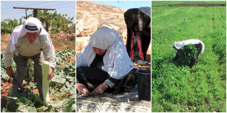 Farming where the world looks away: a Note from Palestine