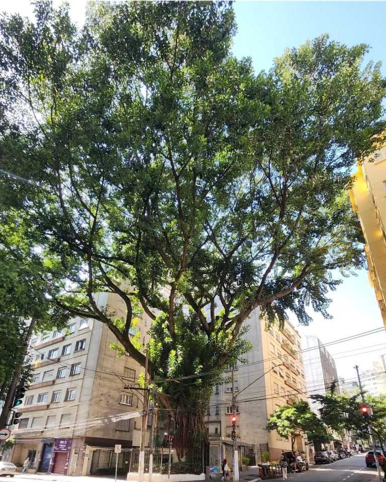 Após chuva derrubar 330 árvores em SP, coletivo luta para barrar remoção de exemplar saudável