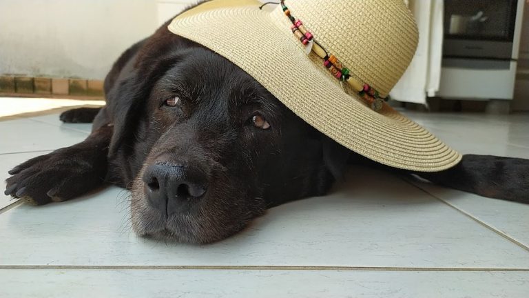 Governo Lula cria 'RG Animal' para cães e gatos; saiba como fazer