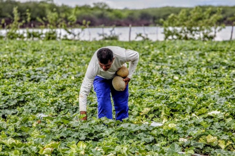200 mil agricultores serão beneficiados pelo Garantia Safra 2024/2025 no Ceará