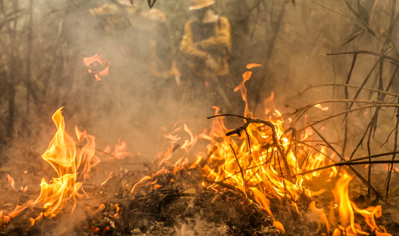 No Pantanal, focos de incêndio aumentaram em 1.500% de 2023 para 2024