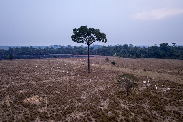 ‘Para inglês ver’: pecuaristas desmentem a ‘revolução verde’ da JBS