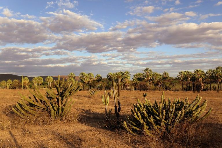 Caatinga é um dos biomas mais eficientes na captura de carbono, mas sofre com avanço da energia