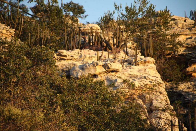 Caatinga: entre a ameaça de megaprojetos e a resistência do Semiárido