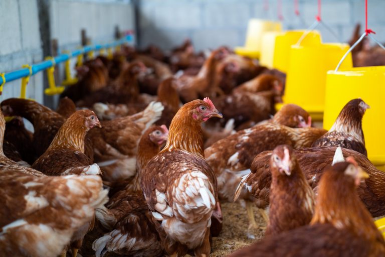 Gripe aviária pode virar pandemia? Há perigo para humanos? Entenda o cenário no Brasil
