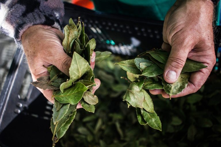 Após 10 anos da Lei de Biodiversidade, conhecimentos de povos tradicionais seguem desprotegidos