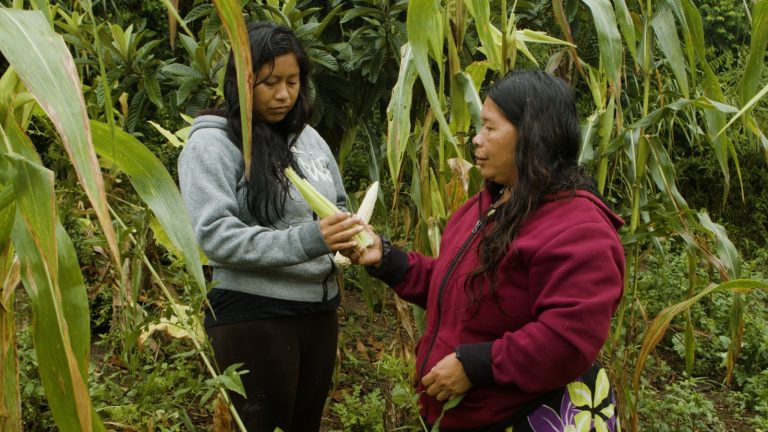 Cultura Guarani ganha as telas com estreia do curta Nhemongarai na Aldeia Anhetenguá