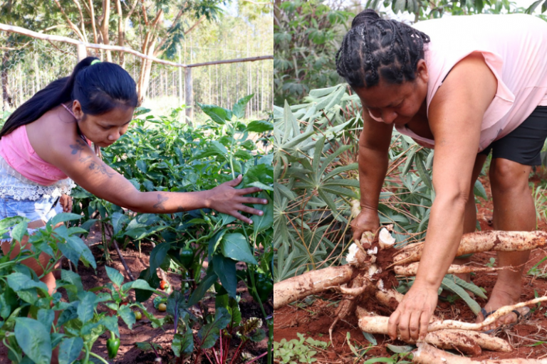 Agroecologia é ferramenta de resistência dos povos indígenas do PR frente à perda de terras