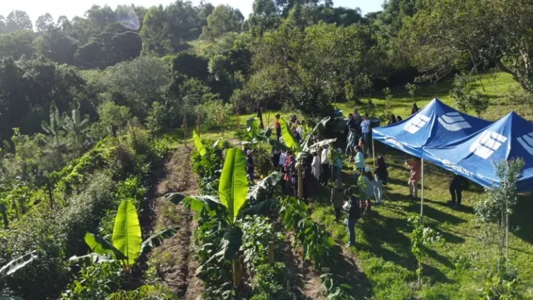 Plantas Alimentícias Não Convencionais voltam a ser destaque desde São Lourenço do Sul (RS)