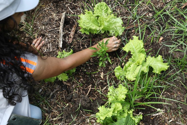 Para estimular hortas, Prefeitura do Recife oferece oficinas gratuitas de agricultura urbana