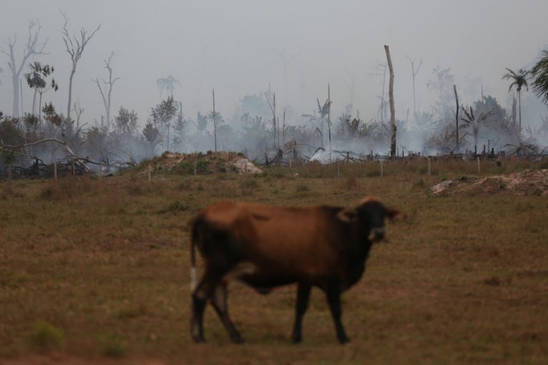 Municípios campeões em queimadas concentram maiores rebanhos de gado do país