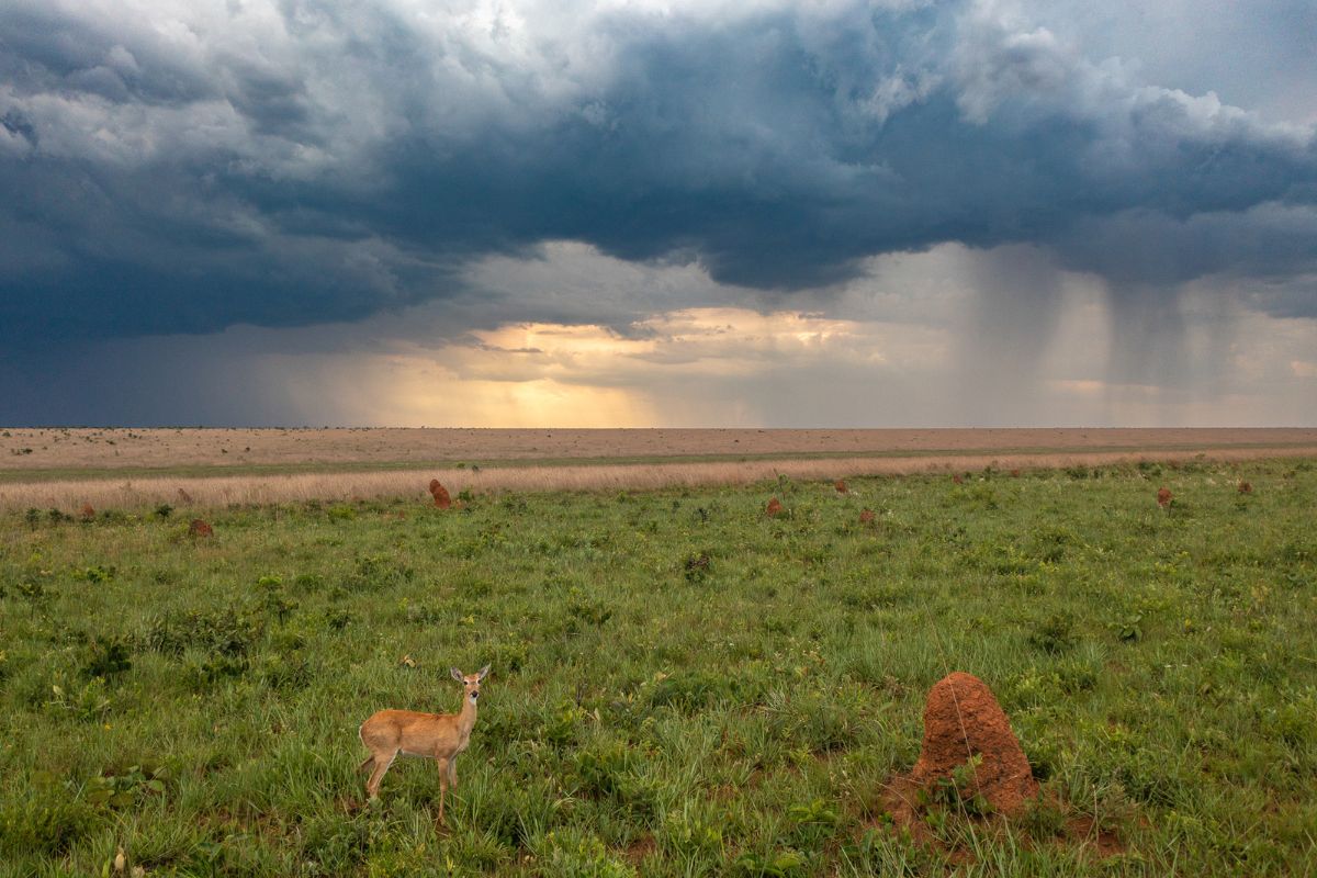 Veado campeiro, animal típico do cerrado. A perda do habitat é uma das principais ameaças à espécie