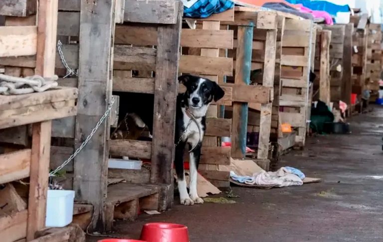 Audiência pública discute avanços legais para proteção de cães e gatos no RS