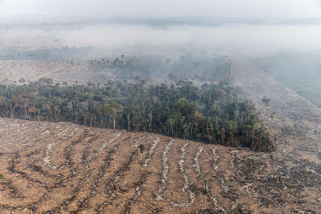 Desmatamento e queimada próxima à Floresta Nacional Bom Futuro, em Porto Velho, Rondônia