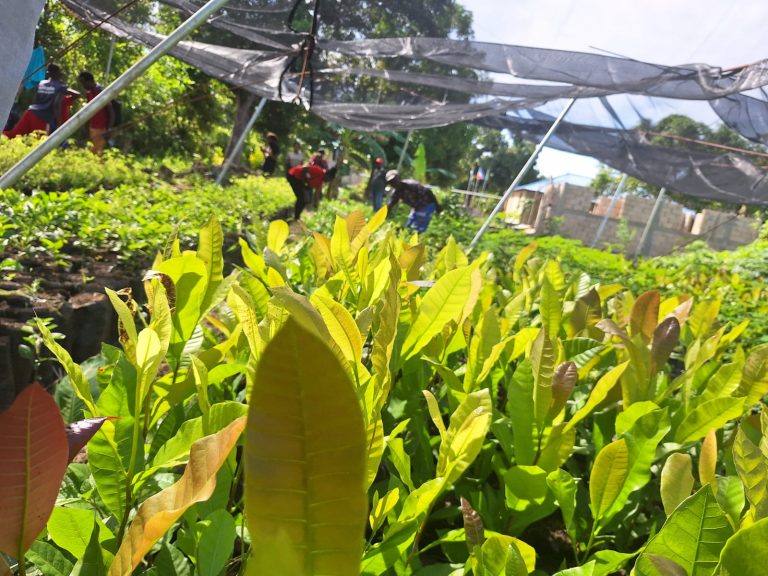 Combate à fome no Haiti: centro agroecológico forma camponeses para produzir comida de verdade
