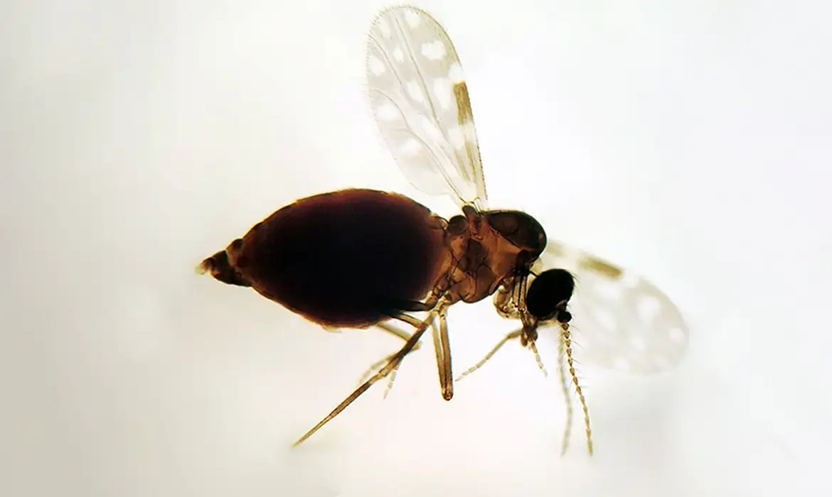 Foto do mosquito conhecido popularmente como maruim