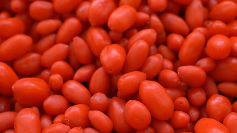 Produção da fruta goji em Xinjiang é exemplo da estratégia de Revitalização Rural chinesa