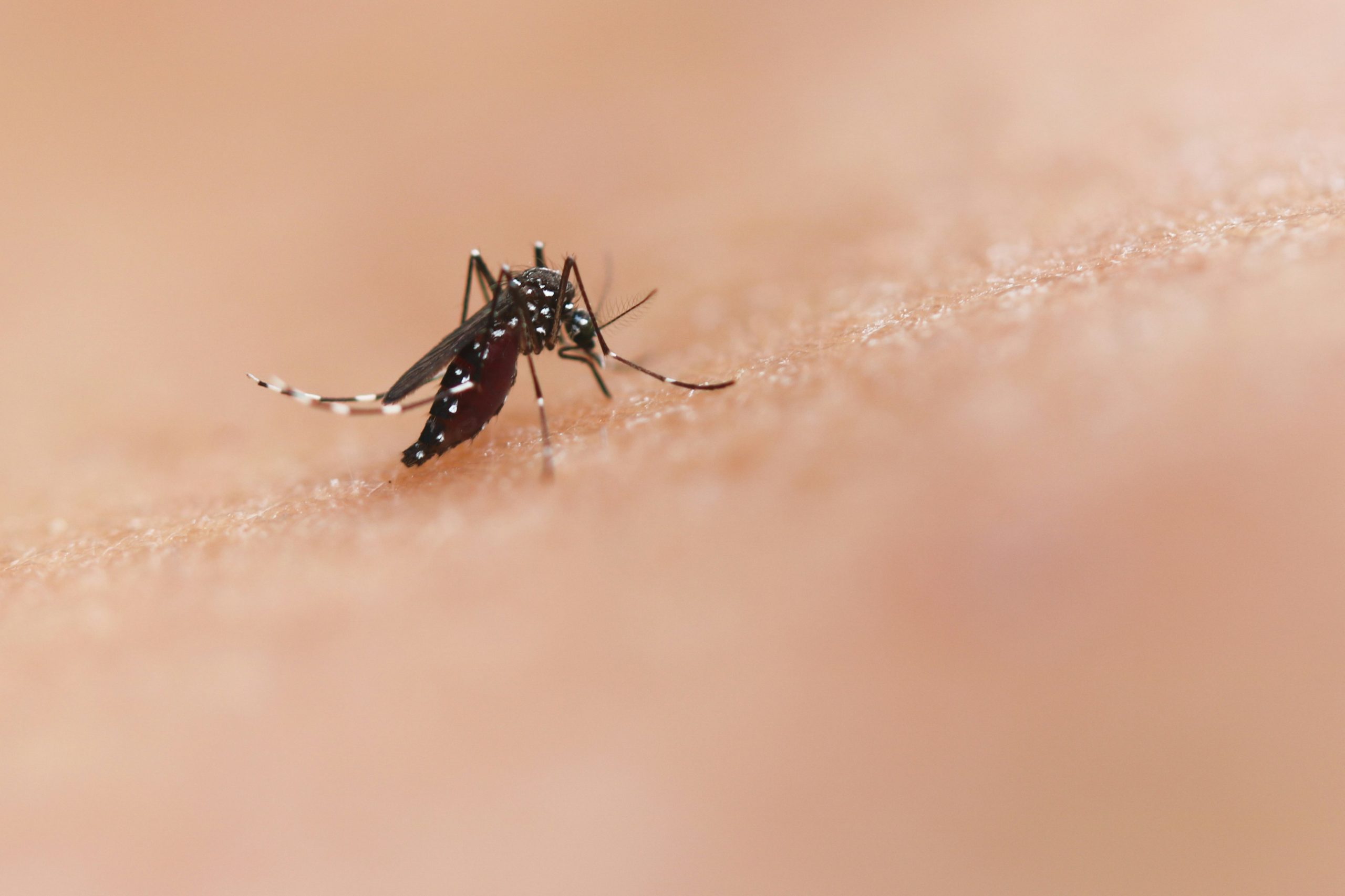 Mosquito