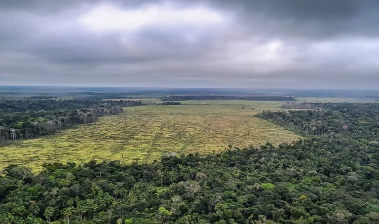 Por pressão do agro, Cade suspende Moratória da Soja e investiga empresas signatárias
