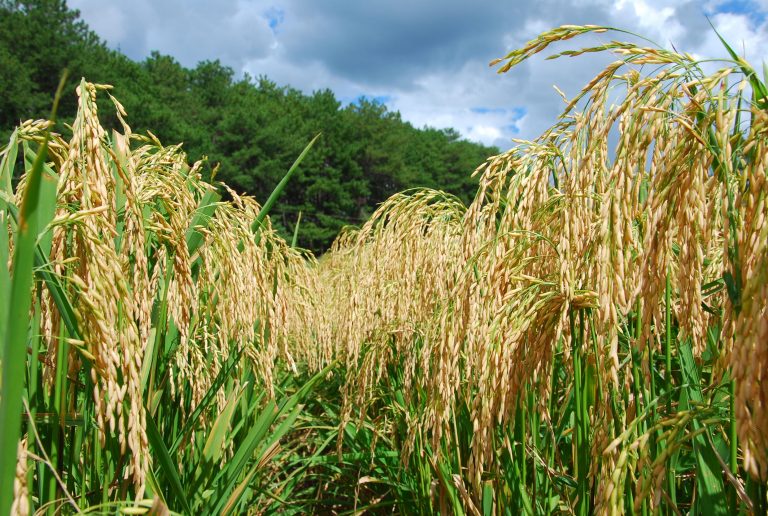 Conab negocia mais de 109 mil toneladas de arroz em contratos de opção de venda