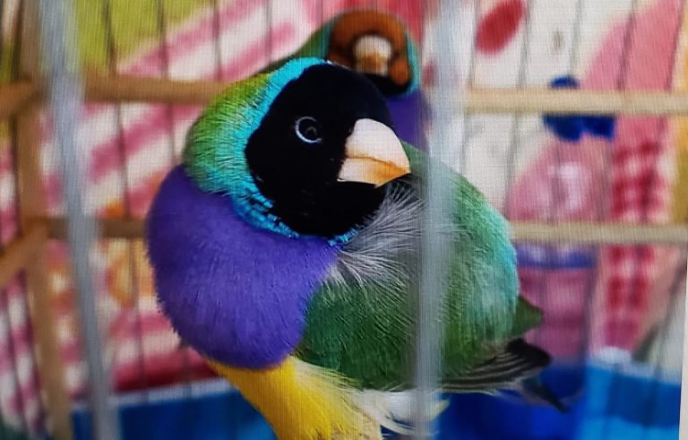 Toca dos Bichos atende 5 mil animais domésticos domésticos, exóticos e silvestres por ano