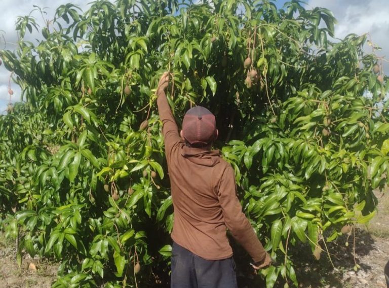 In Brazil’s fruit belt, land reform settlements struggle for water and fair pay