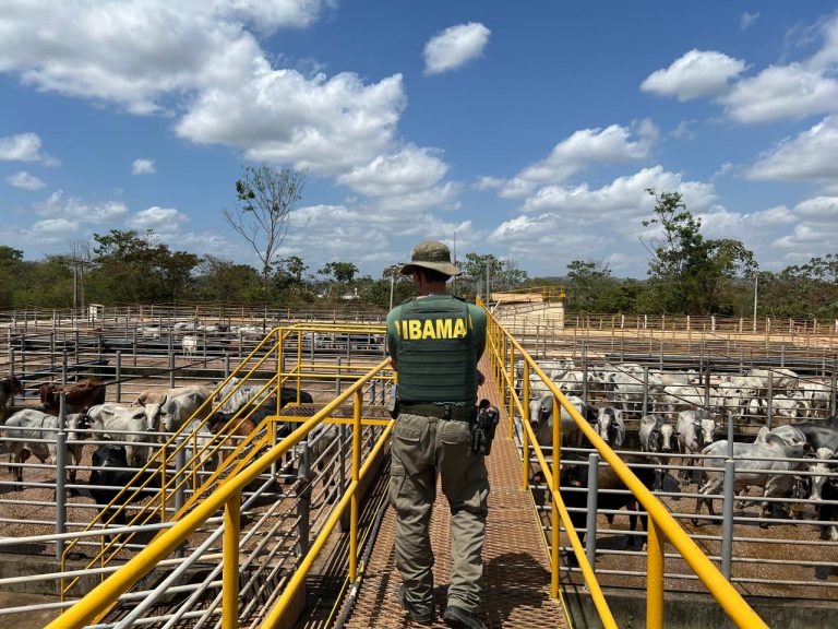 Ibama multa seis frigoríficos por compra de gado de áreas de desmatamento ilegal na Amazônia