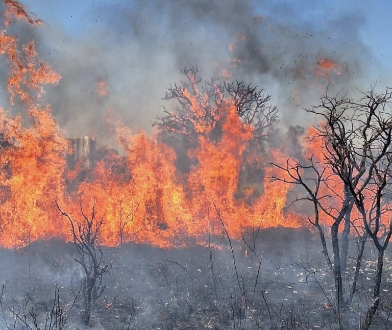 DF registra 1.812 incêndios florestais no mês de agosto, segundo Corpo de Bombeiros