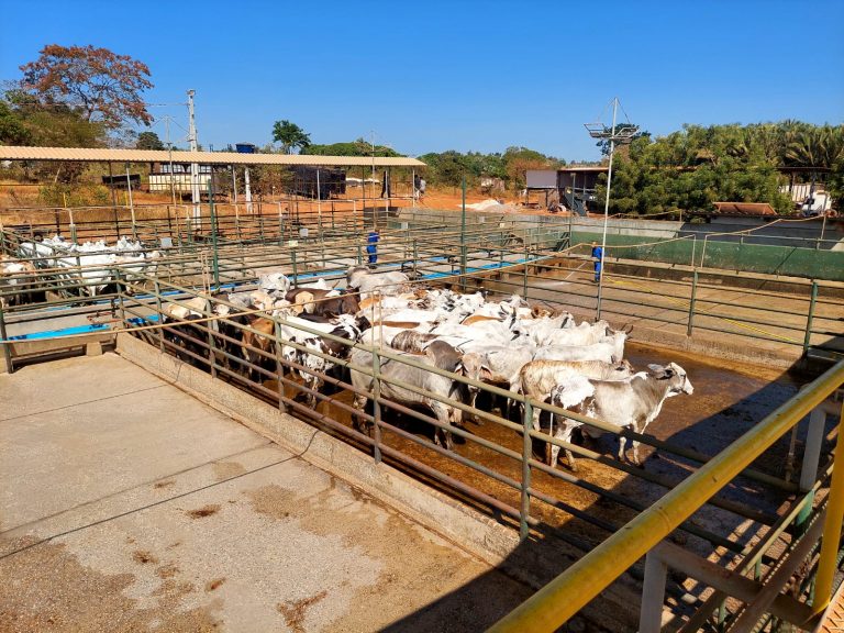JBS é multada pela terceira vez na Operação Carne Fria por comprar gado de áreas desmatadas