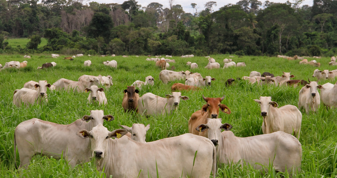Gado em pastagem recuperada em Mato Grosso