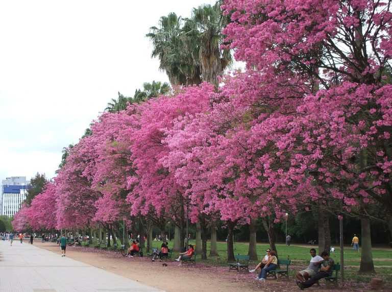 Chegada do frio marca início da primavera no Rio Grande do Sul