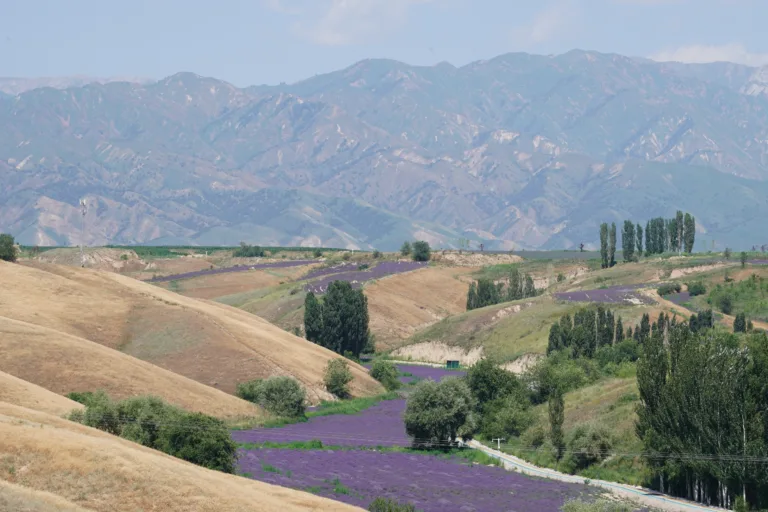 Os sistemas de agricultura digital da China na prática