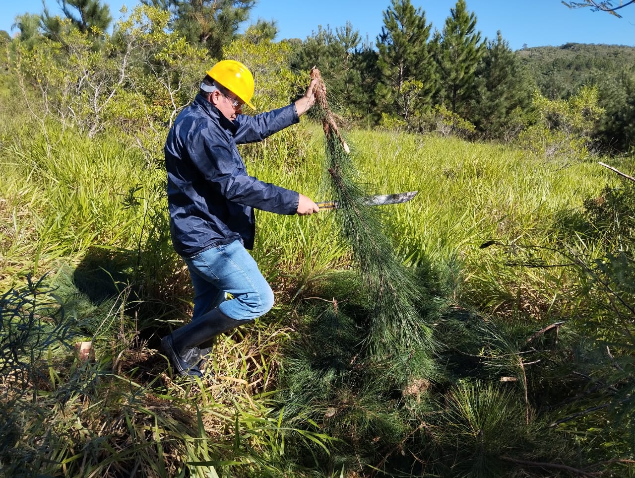 Ações de recuperação no Parque Estadual de Itapuã já mostram resultados e inspiram ampliação de projetos ambientais da Unilasalle no estado