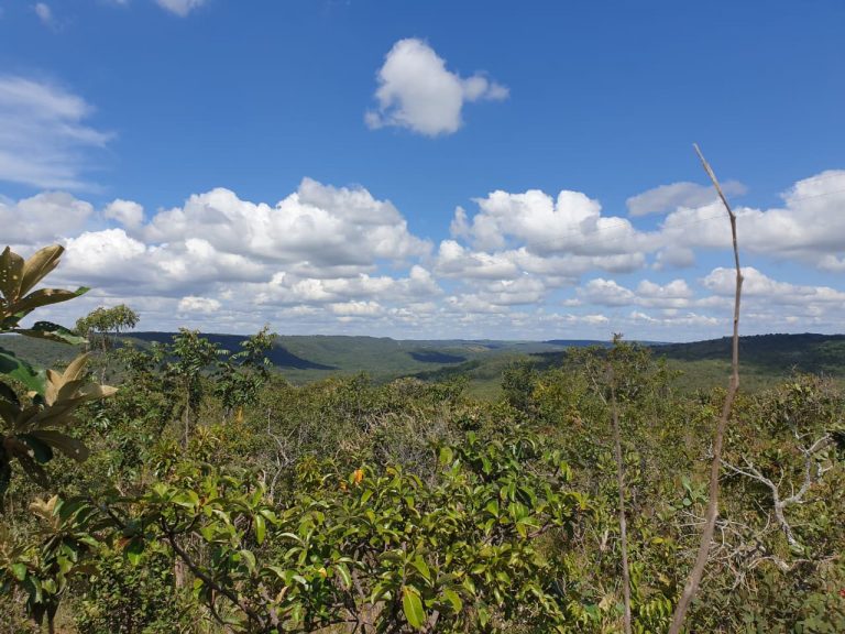 Salvar o Cerrado exige que Brasil converta ciência em políticas públicas, defende pesquisadora