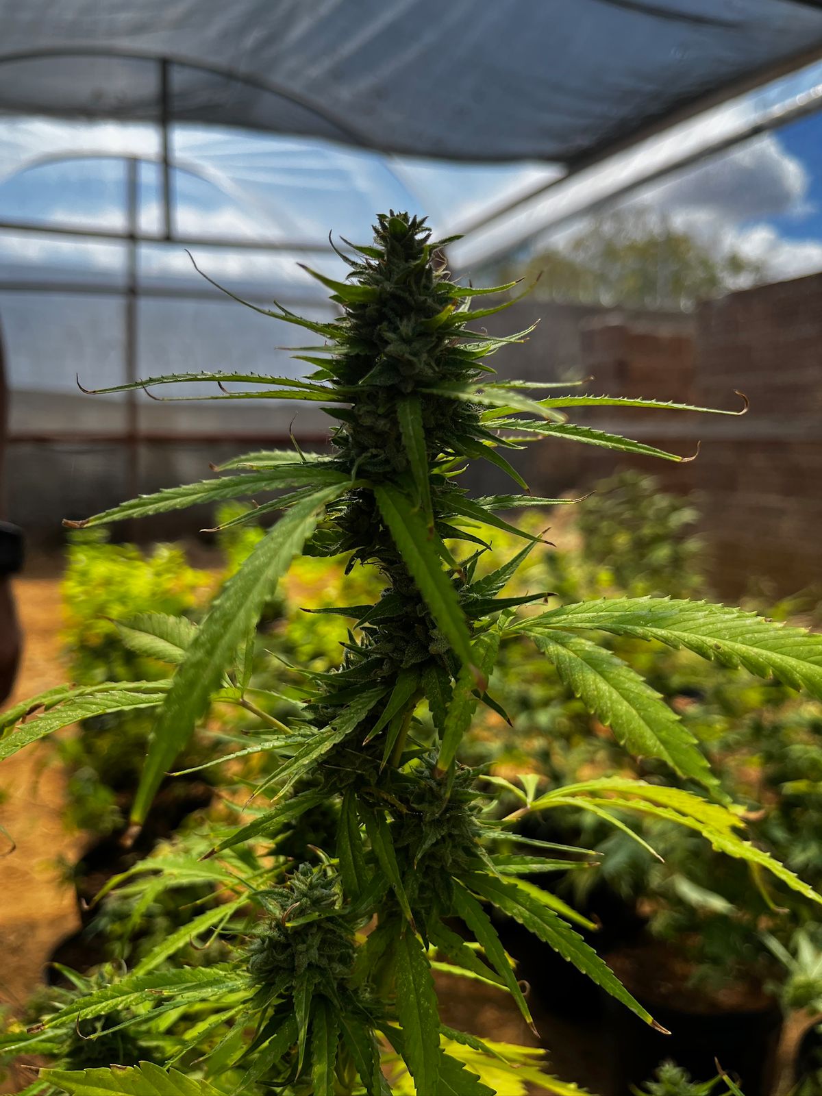 Cannabis cultivadas pela Cebrapcam