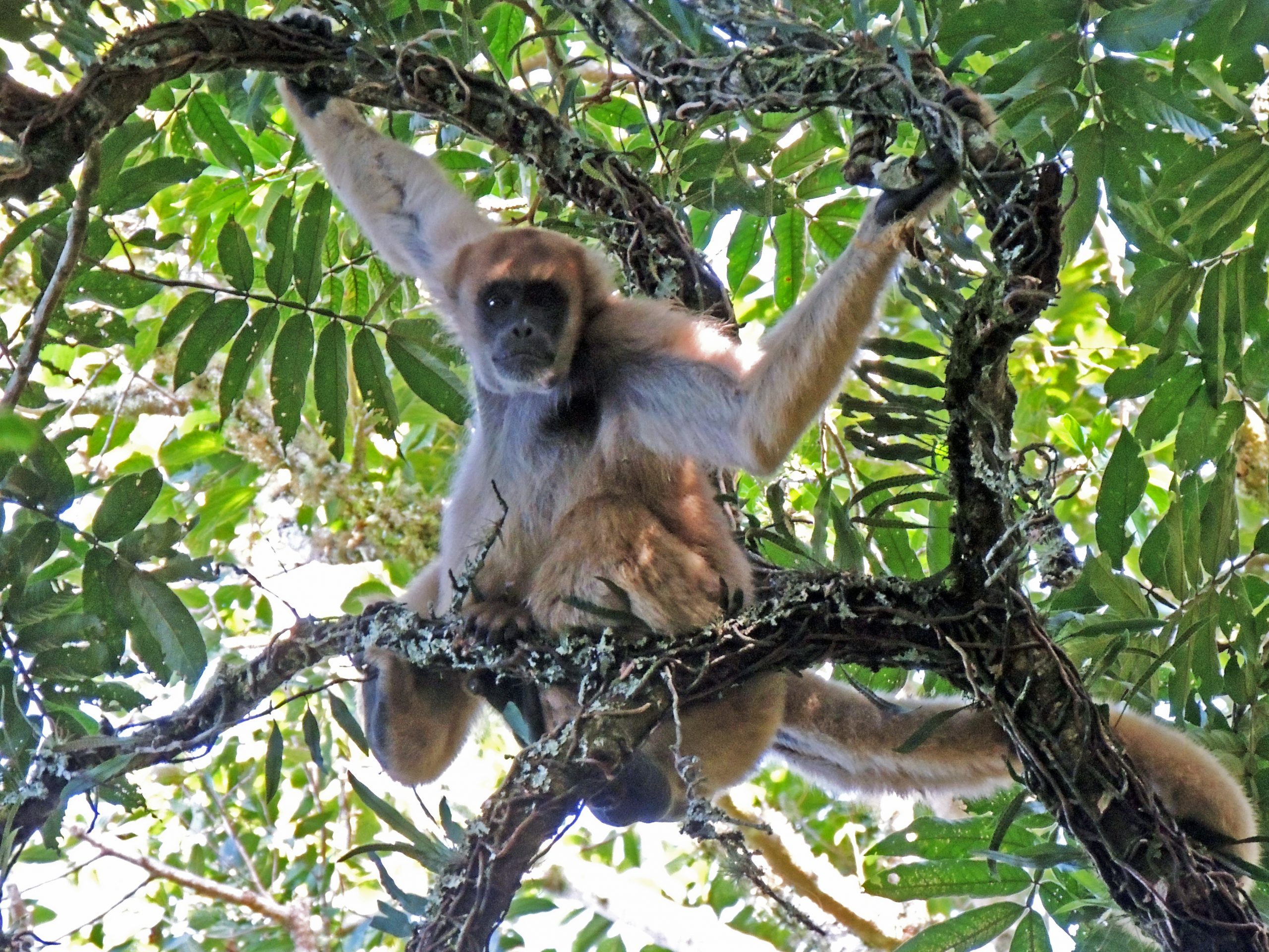 Muriqui